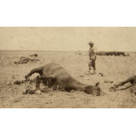 Photo from page 05 of album WWI Photograph Album- Middle East