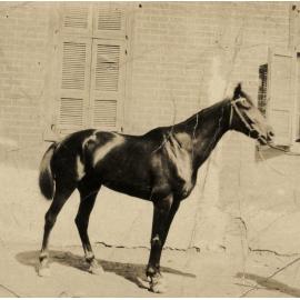 Photo from page 13 of album WWI Photograph Album- Middle East