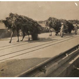 Photo from page 13 of album WW1 Photograph Album of Harry Jenkin