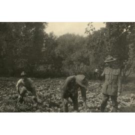 Photo from page 23 of album WWI Photograph Album- Egypt, England & Western Front