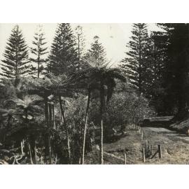 Photo from page 05 of album WWI Photograph Album- Egypt & Palestine