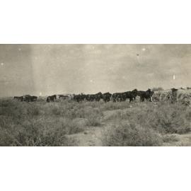 Photo from page 12 of album WWI Photograph Album- Egypt & Palestine