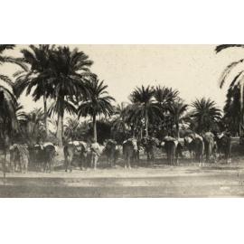 Photo from page 03 of album WWI Photograph Album- Middle East