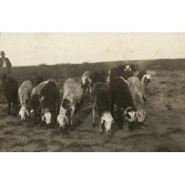Photo from page 10 of album WWI Photograph Album- Middle East