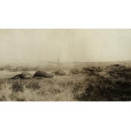 Photo from page 06 of album WWI Photograph Album- Middle East