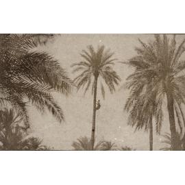 Photo from page 05 of album WWI Photograph Album- Egypt & Sinai