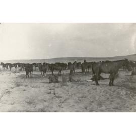 Photo from page 06 of album WWI Photograph Album- Egypt & Sinai