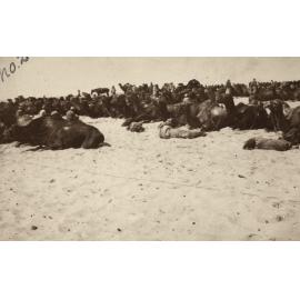 Photo from page 10 of album WWI Photograph Album- Egypt & Sinai