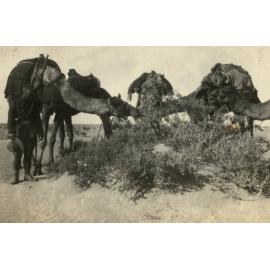 Photo from page 05 of album WWI Photograph Album- Egypt