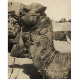 Photo from page 05 of album WWI Photograph Album- Egypt