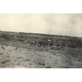 Photo from page 05 of album WWI Photograph Album- Egypt