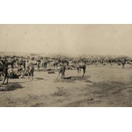 Photo from page 06 of album WWI Photograph Album- Egypt
