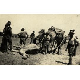Photo from page 07 of album WWI Photograph Album- Egypt