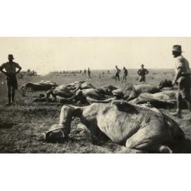 Photo from page 07 of album WWI Photograph Album- Egypt