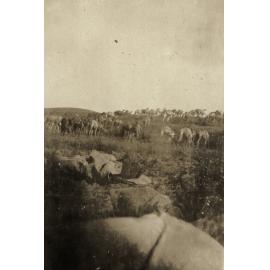 Photo from page 19 of album WWI Photograph Album- Egypt