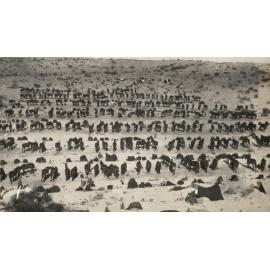 Photo from page 12 of album WWI Photograph Album- Egypt