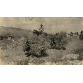 Photo from page 16 of album WWI Photograph Album- Egypt