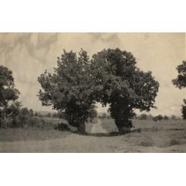 Photo from page 10 of album Post WWI Photograph Album- Egypt and Gallipoli