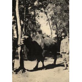 Photo from page 04 of album WWI Photograph Album- Egypt