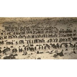 Photo from page 10 of album WWI Photograph Album- Egypt & Palestine