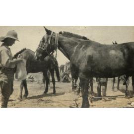 Photo from page 17 of album WWI Photograph Album- Mesopotamia, India & Iraq