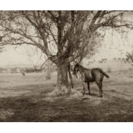 Photo from page 07 of album WWI Photograph Album- Egypt