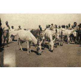 Photo from page 10 of album WWI Photograph Album- Gallipoli, Sinai & Palestine