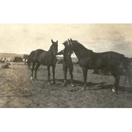 Photo from page 11 of album WWI Photograph Album- Gallipoli, Sinai & Palestine