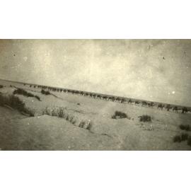 Photo from page 19 of album WWI Photograph Album- Gallipoli, Sinai & Palestine