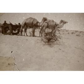 Photo from page 29 of album WWI Photograph Album- Gallipoli, Sinai & Palestine