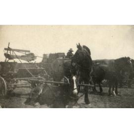 Photo from page 07 of album WWI Photograph Album- Egypt and Gallipoli