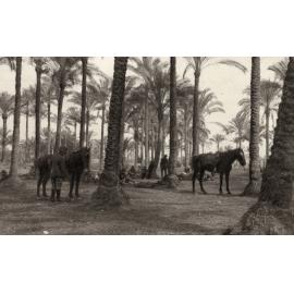 Photo from page 10 of album WWI Photograph Album- Egypt and Gallipoli