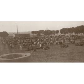 Photo from page 11 of album WWI Photograph Album- Egypt and Gallipoli