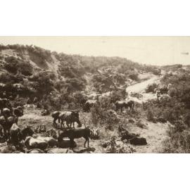 Photo from page 29 of album WWI Photograph Album- Egypt and Gallipoli