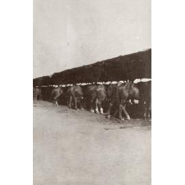 Photo from page 03 of album WWI Photograph Album- Sinai & Palestine