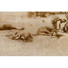 Photo from page 11 of album WWI Photograph Album - Egypt, Sinai and Palestine