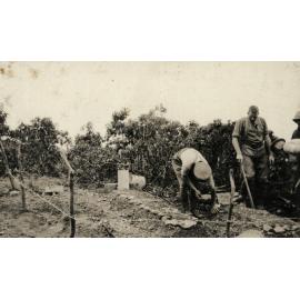 Photo from page 06 of album WWI Photograph Album- Egypt and Gallipoli