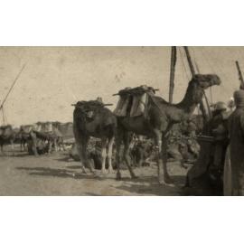 Photo from page 11 of album WWI Photograph Album- Egypt & Gallipoli
