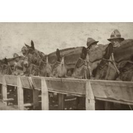 Photo from page 14 of album WWI Photograph Album  - Egypt & Western Front