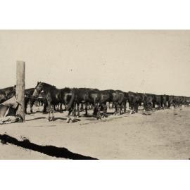 Photo from page 14 of album WWI Photograph Album  - Egypt & Western Front