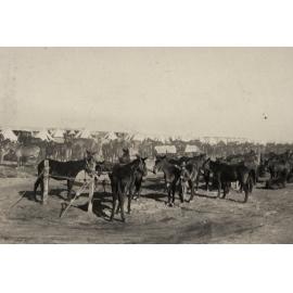 Photo from page 14 of album WWI Photograph Album  - Egypt & Western Front