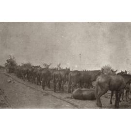 Photo from page 14 of album WWI Photograph Album  - Egypt & Western Front