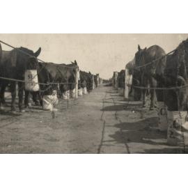 Photo from page 14 of album WWI Photograph Album  - Egypt & Western Front