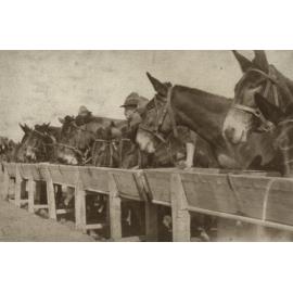 Photo from page 15 of album WWI Photograph Album  - Egypt & Western Front